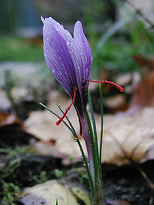 220px-Saffran_crocus_sativus_moist